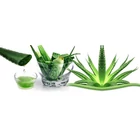 Kép 2/2 - aloe vera