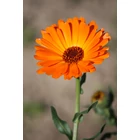 Kép 2/2 - calendula