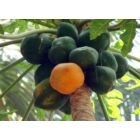 Kép 2/2 - papaya termése