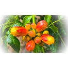 Kép 2/2 - Dhanwantharam Thailam-vata/kapha masszázsolaj-125ml