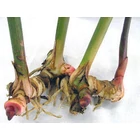 Kép 3/3 - acorus calamus gyökér