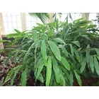Kép 3/3 - Cardamom leaf