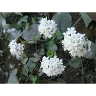 Kép 3/3 - Valeriana