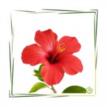 hibiszkuszvirág - hajra és fejbőrre