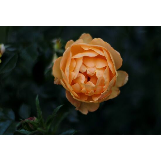 Amber Rose - flower
