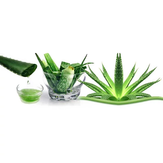 aloe vera