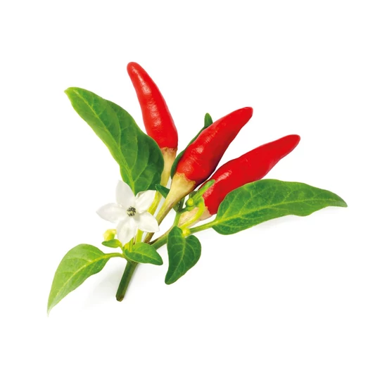 chili paprika
