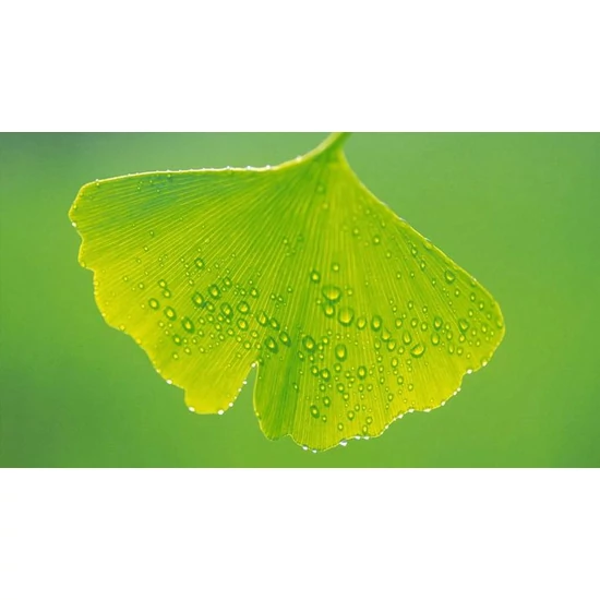 Ginko biloba levél-vágott