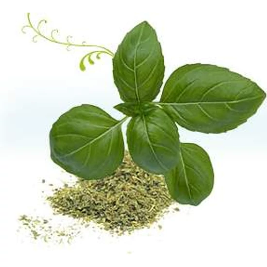 tulsi