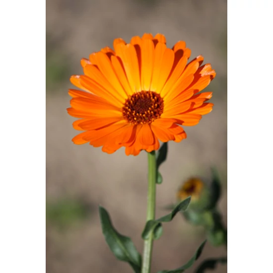 calendula