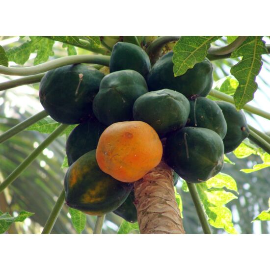 papaya termése