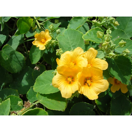 Sida cordifolia