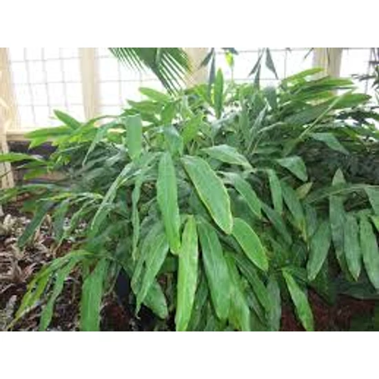 Cardamom leaf