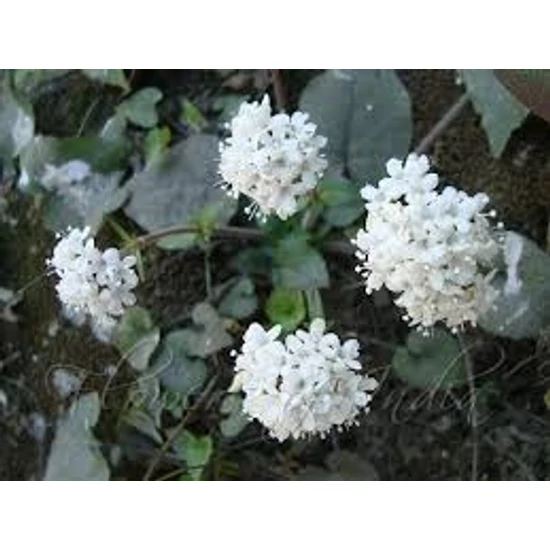 Valeriana